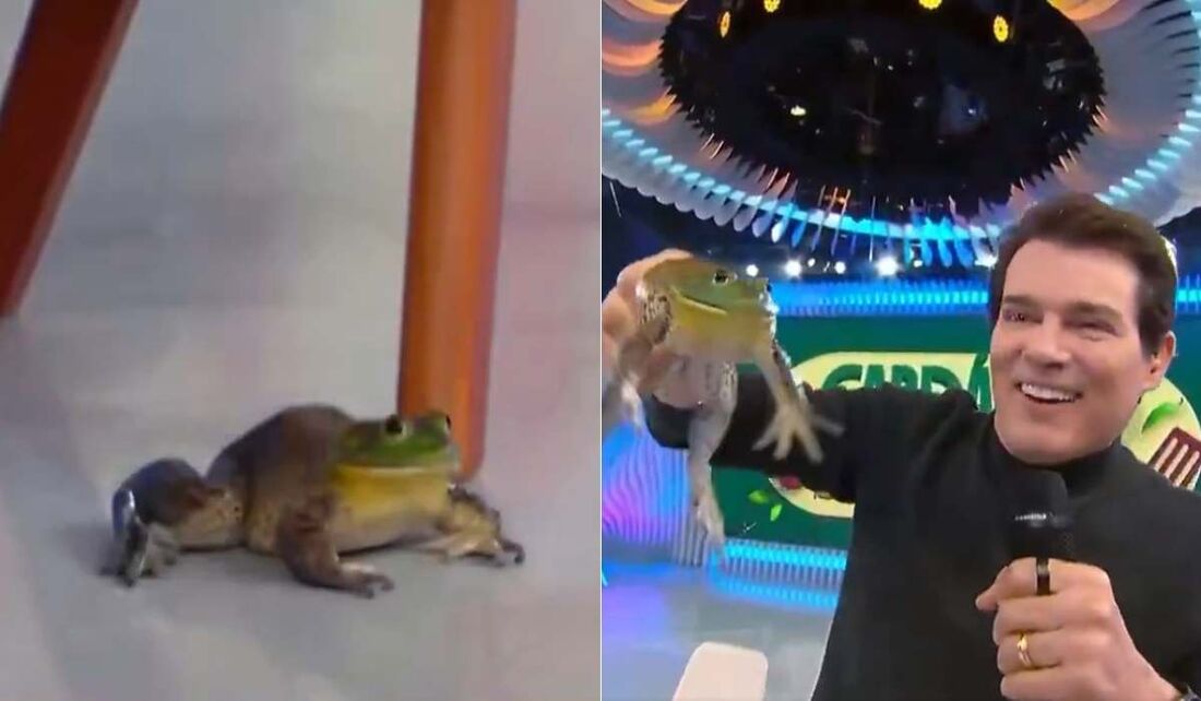 Celso Portiolli e SBT: Investigação apura suposta tortura de rã na TV